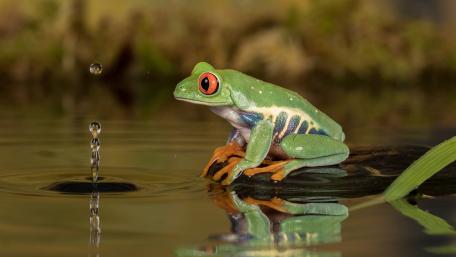 Vibrant Frog Amidst Waterdrops wallpaper