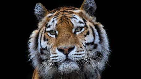 Majestic Tiger on Black Background wallpaper