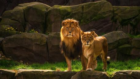 Lion couple wallpaper