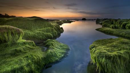 Serene Coastal Algae Landscape at Dusk wallpaper