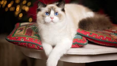 Charming Cat on a Cozy Pillow wallpaper