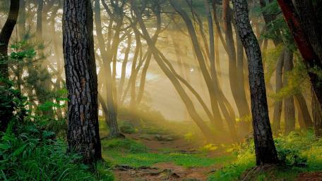 Serene Sunlit Forest Pathway wallpaper