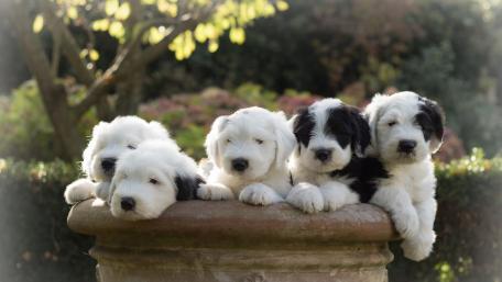 Fluffy Old English Sheepdog Puppies wallpaper