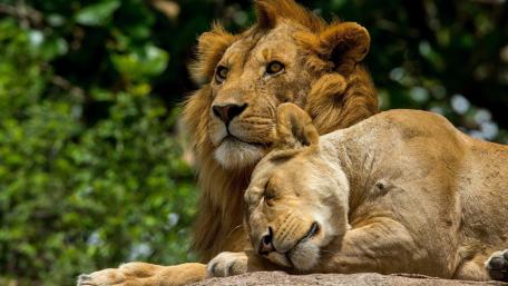 Majestic Lions in Serenity wallpaper