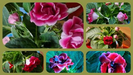 Vibrant Garden Blooms in 4K Resolution wallpaper