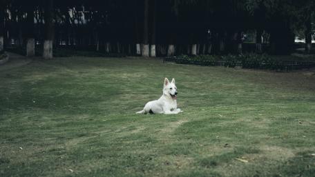 Majestic White Dog Relaxing on Green Grass wallpaper