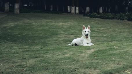 Majestic White Dog on Green Grass wallpaper