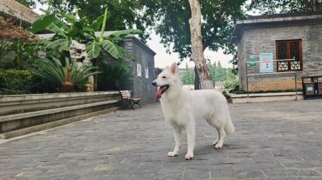 Majestic White Dog in Scenic Park Setting wallpaper