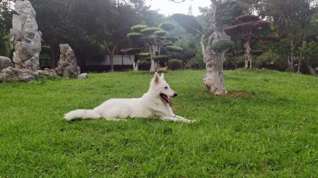 White Dog Relaxing in Tranquil Park Setting wallpaper