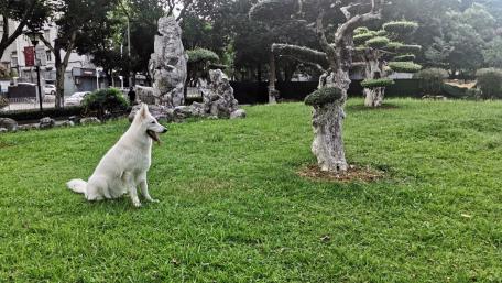 A Serene Moment in Nature with a Dog wallpaper
