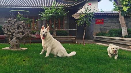 Joyful Dogs in a Serene Garden Setting wallpaper