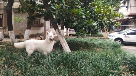 Elegant White Dog in Urban Greenery wallpaper