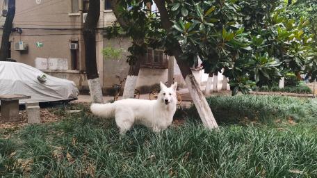 Majestic White Dog in Urban Park Scene wallpaper