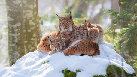 Lynx family wallpaper