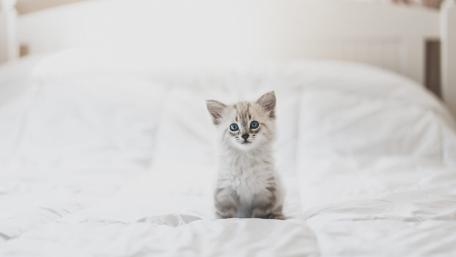Adorable Kitten on a Cozy Bed wallpaper