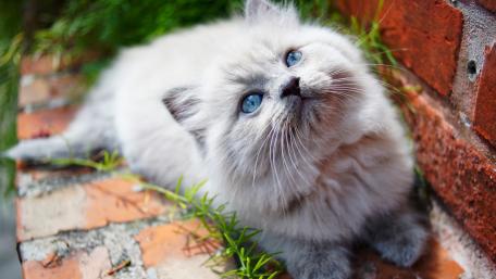 Fluffy Cat with Mesmerizing Blue Eyes in Nature wallpaper