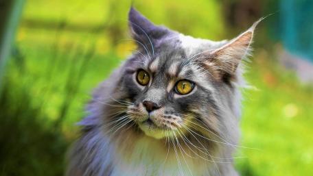 Majestic Maine Coon Captured in Nature's Embrace wallpaper