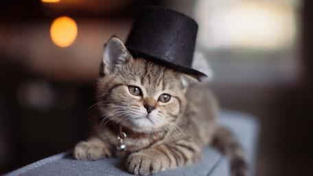 Stylish Cat in a Tiny Hat wallpaper