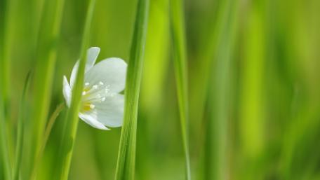 Delicate White Flower Amidst Lush Greenery wallpaper