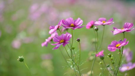 Gentle Breeze Among Purple Cosmos Flowers wallpaper