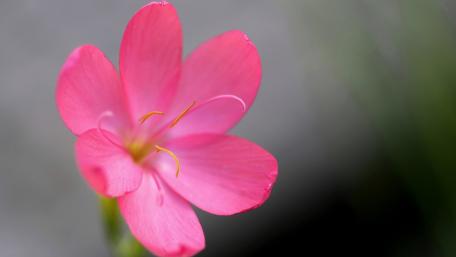 Delicate Pink Blossom for Serenity wallpaper