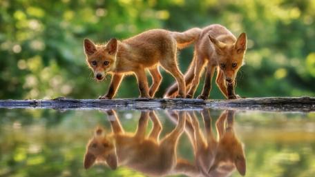 Whimsical Foxes by the Water wallpaper