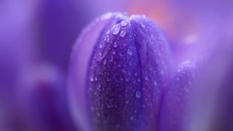 Purple Tulip Bud with Dewdrops Sparkling in Light wallpaper