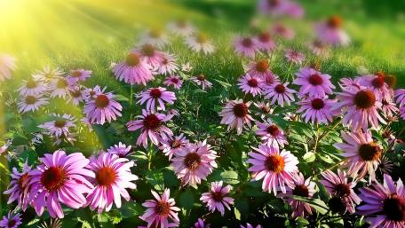 Radiant Aster Blooms Under Sunlight wallpaper