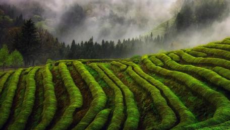 Tea plantation wallpaper