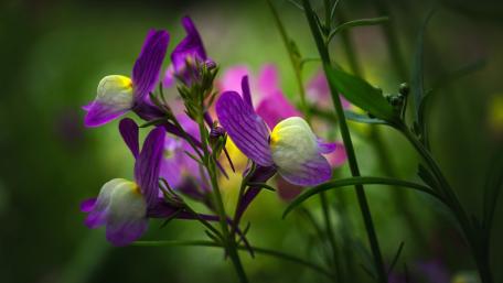 Enchanting Purple Blossoms Grace Your Space wallpaper
