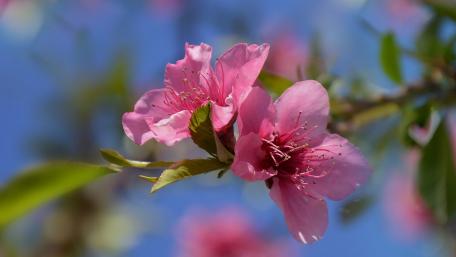 Delicate Pink Blossoms in Spring Sunshine wallpaper