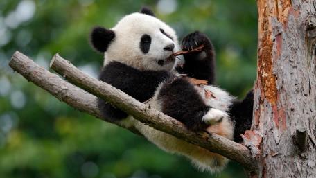 Adorable Panda Relaxing in a Tree wallpaper