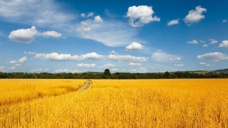 Golden Wheatfields Under a Clear Blue Sky wallpaper