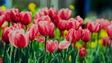 Pink Tulips in Springtime Splendor wallpaper