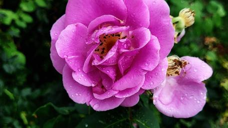 Beautiful Pink Rose with Raindrops for Your Screen Wallpaper wallpaper