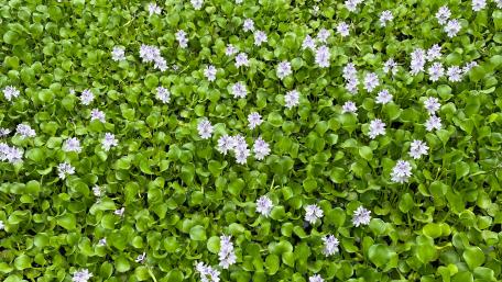 Vibrant Floral Serenity in Nature's Embrace wallpaper