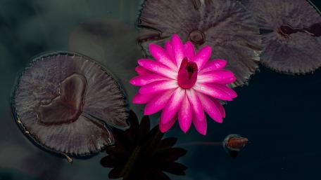 Vibrant Pink Lotus in Tranquil Waters wallpaper