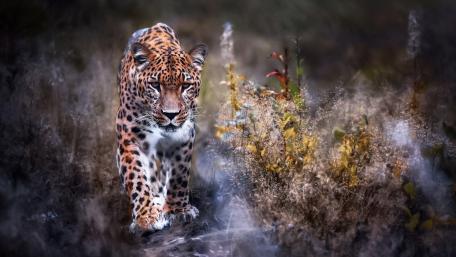 Majestic African Leopard in the Wild wallpaper