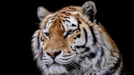 Majestic Tiger on Black Background wallpaper