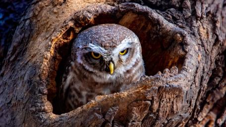 Majestic Owl in Its Natural Habitat wallpaper