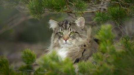 Majestic Norwegian Forest Cat Under the Pines wallpaper
