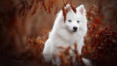 Majestic Samoyed in Autumn Leaves wallpaper