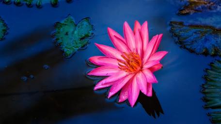 Elegant Pink Lotus Flower on Water Surface wallpaper
