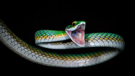 Vibrant Green Snake on Dark Canvas wallpaper