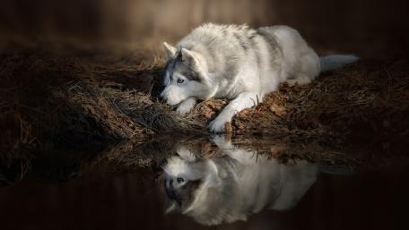 Silent Gaze by the Water's Edge wallpaper