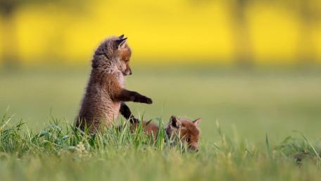 Charming Fox Cubs Playing in Nature wallpaper