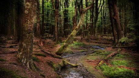 Serene Forest Stream and Lush Greenery wallpaper