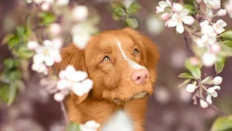 Springtime Bliss with a Nova Scotia Duck Tolling Retriever wallpaper
