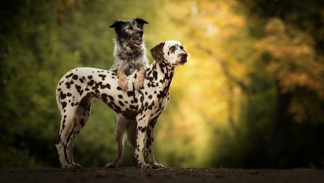 Playful Duo of Spotted Companions wallpaper