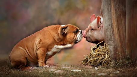 Bulldog Meets Pig: Nose-to-Nose Fun! wallpaper